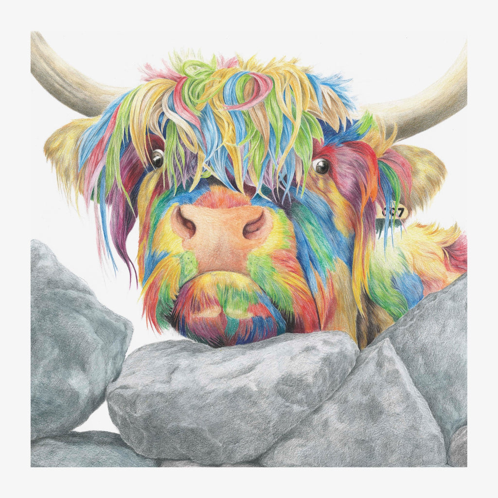Colour Splash Nosey Cow - a Highland Cow Giclee Print