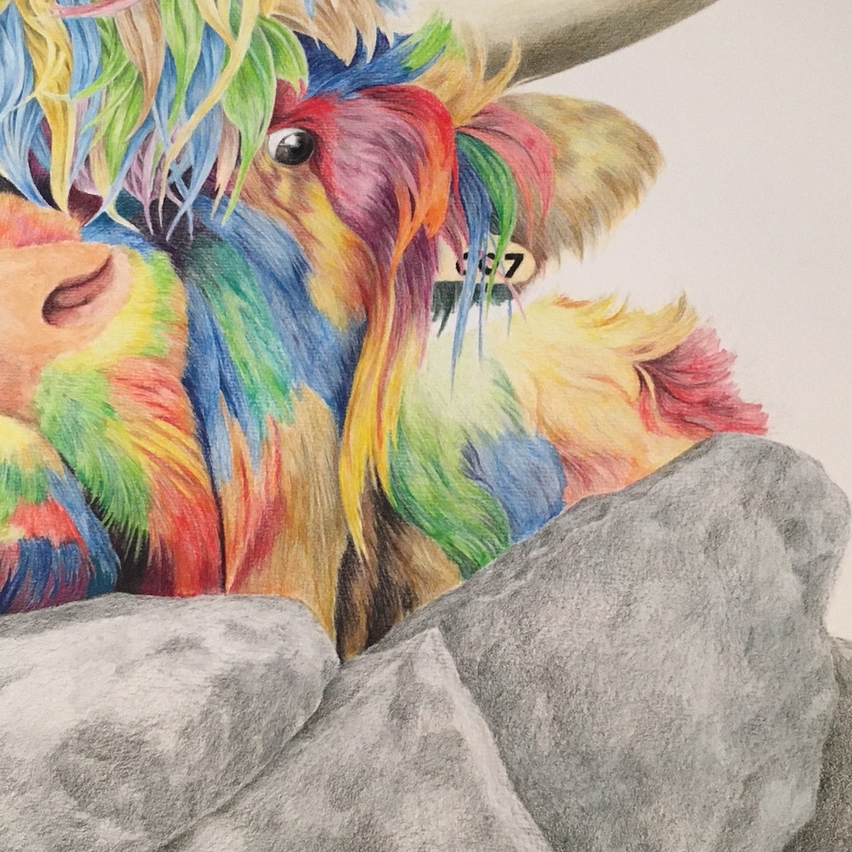 Colour Splash Nosey Cow - a Highland Cow Giclee Print