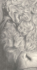 Belted Galloway Cattle, 'Curly'