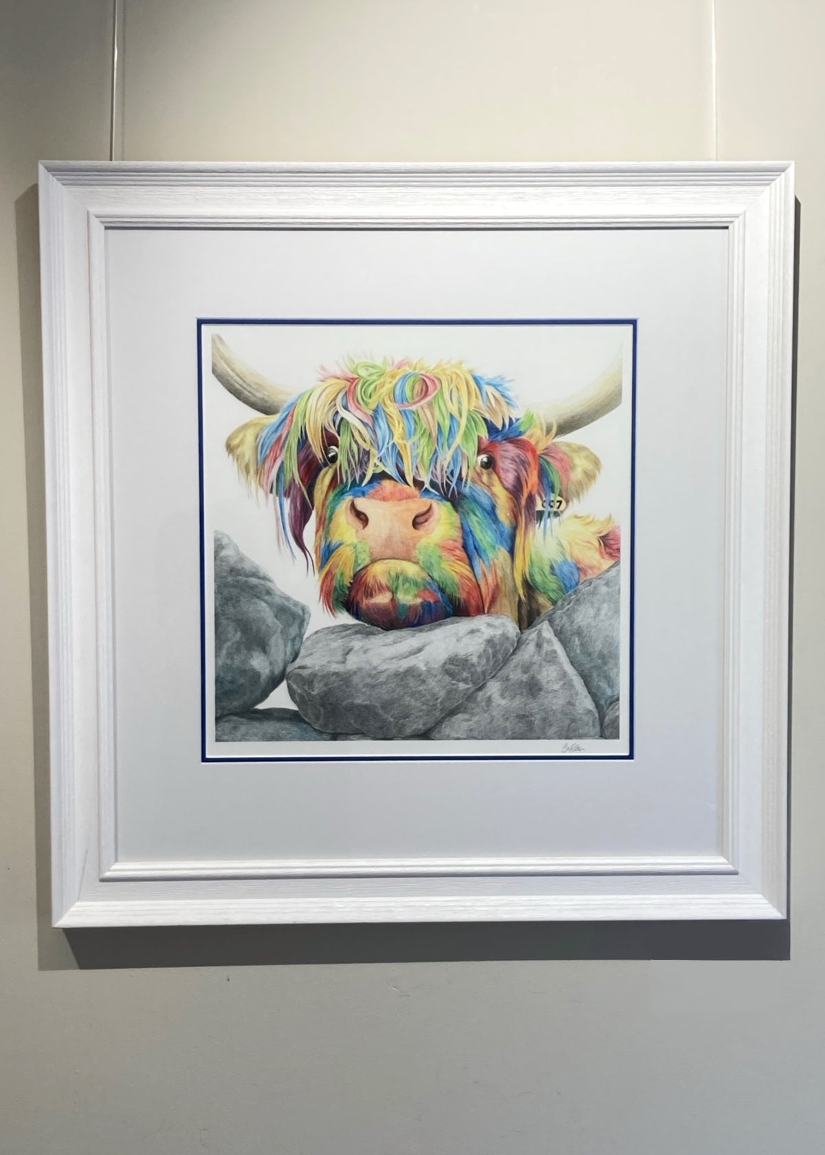 Colour Splash Nosey Cow - a Highland Cow Giclee Print
