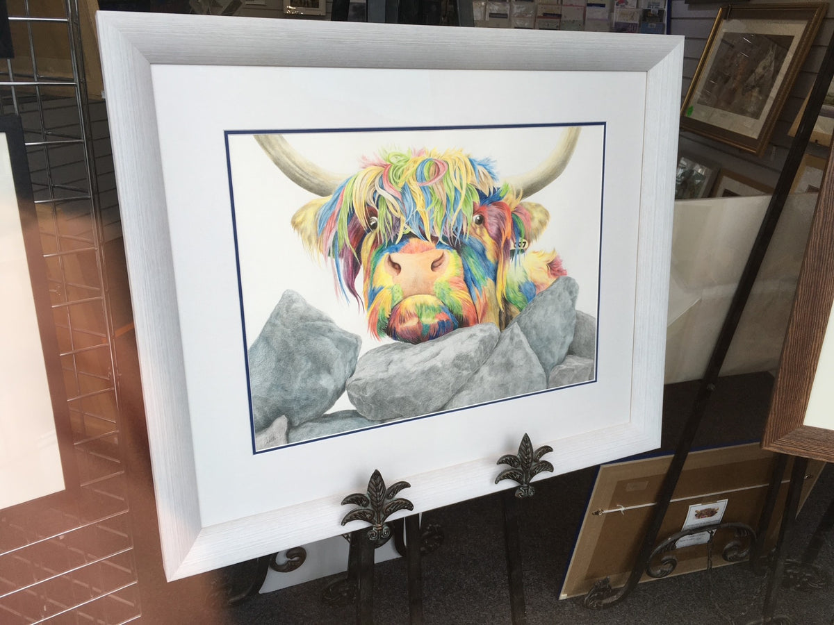 Colour Splash Nosey Cow - a Highland Cow Giclee Print
