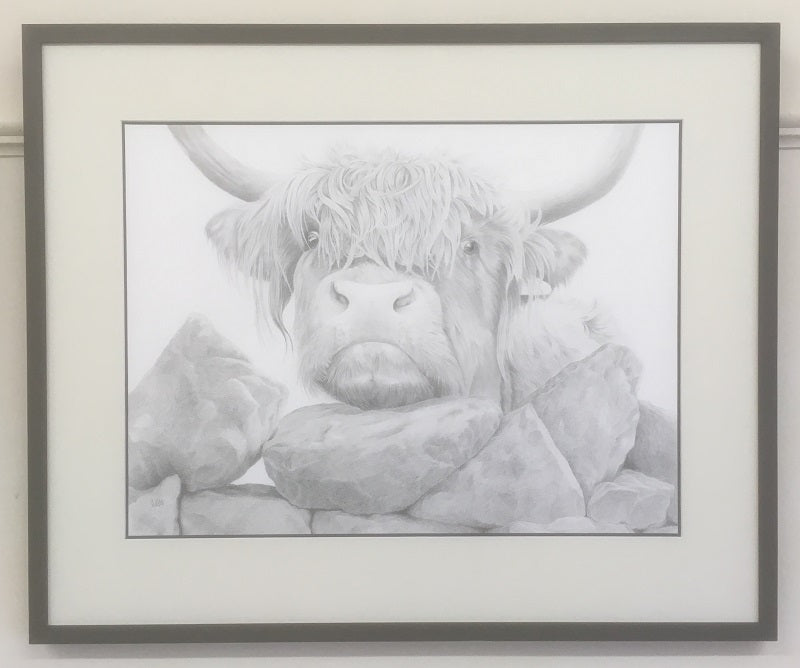 Highland Cow  'Nosey II'- Limited Edition Giclee Print