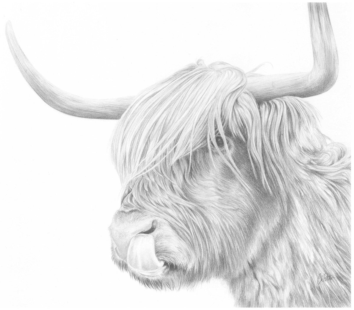 Highland Cow  'Rude MacDude' Limited Edition Giclee Print