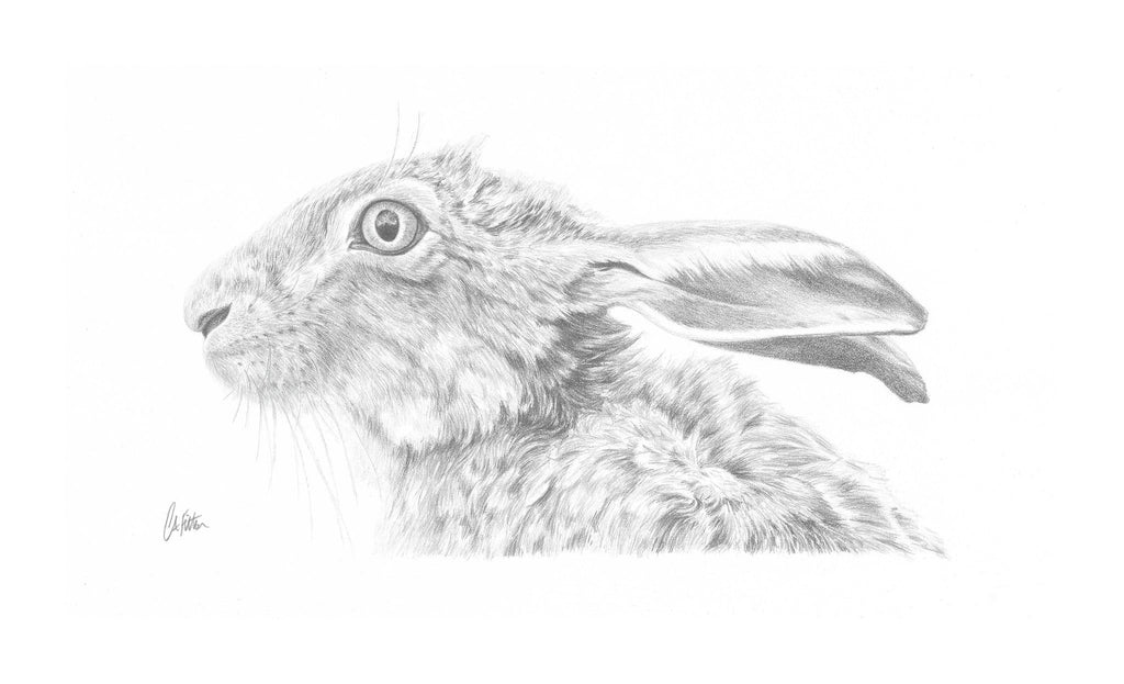 Hare 'Scruffy' - Limited Edition Giclee Print