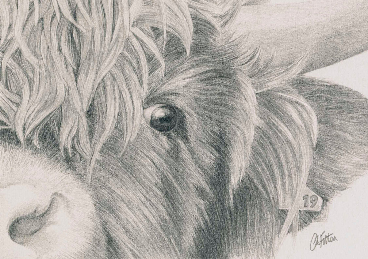 Highland Cow  'Nosey'- Limited Edition Giclee Print