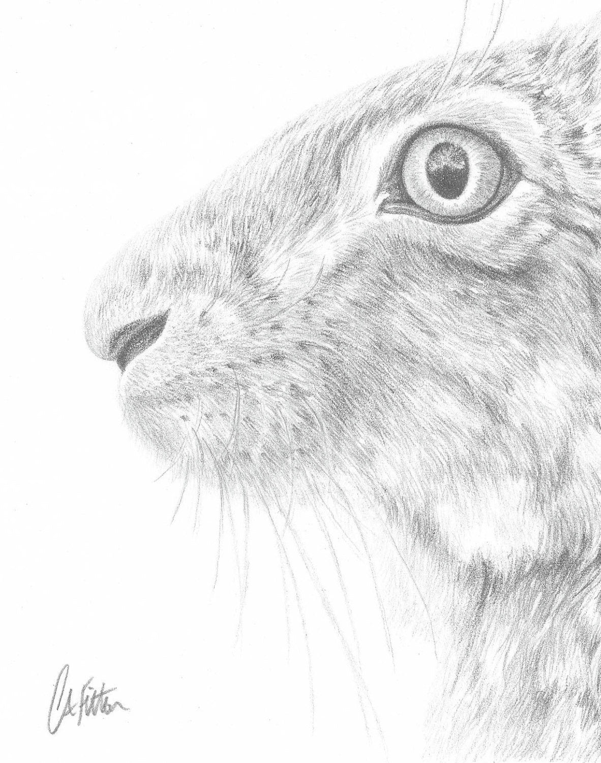 Hare 'Scruffy' - Limited Edition Giclee Print