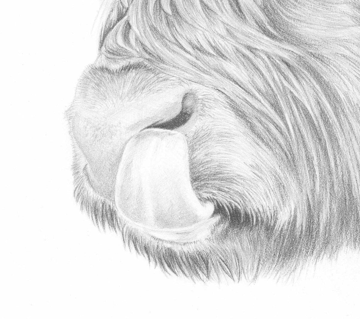 Highland Cow  'Rude MacDude' Limited Edition Giclee Print