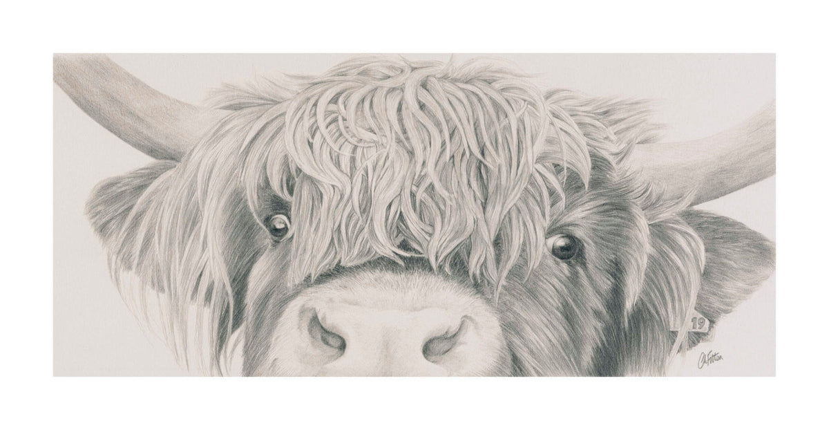 Highland Cow  'Nosey'- Limited Edition Giclee Print