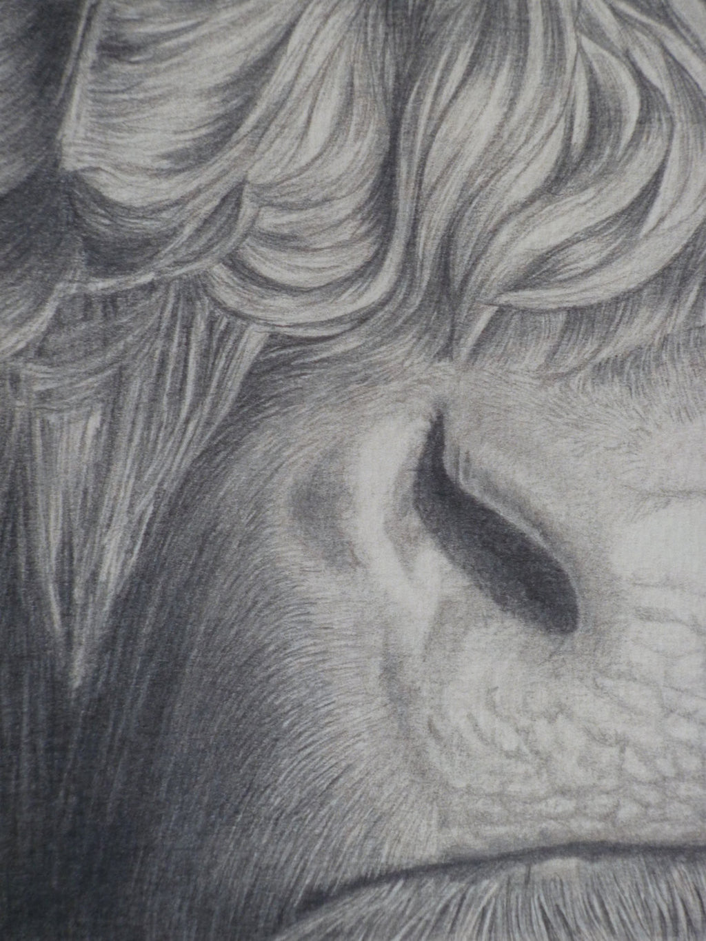 Belted Galloway Cattle, 'Curly'
