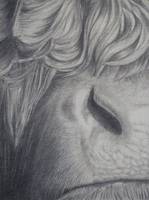 Belted Galloway Cattle, 'Curly'