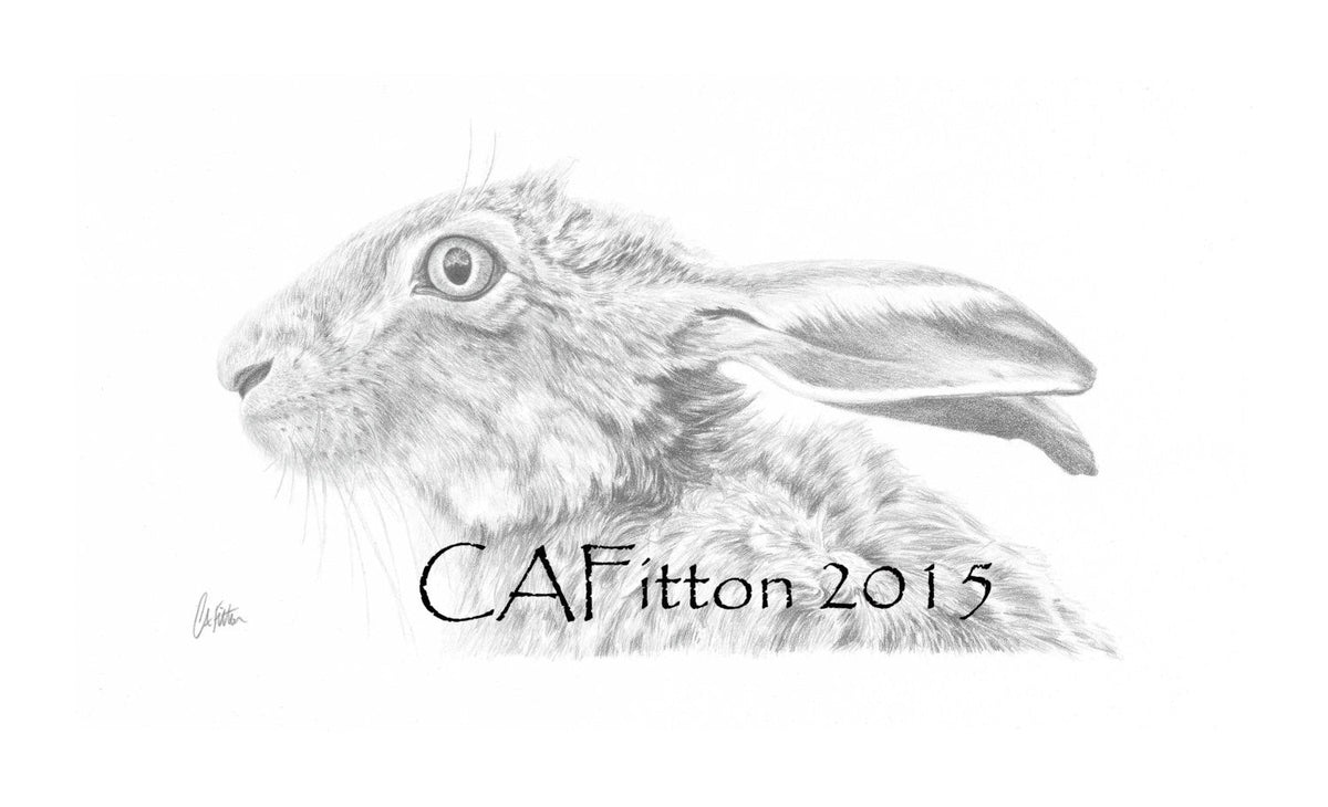 Hare 'Scruffy' - Limited Edition Giclee Print