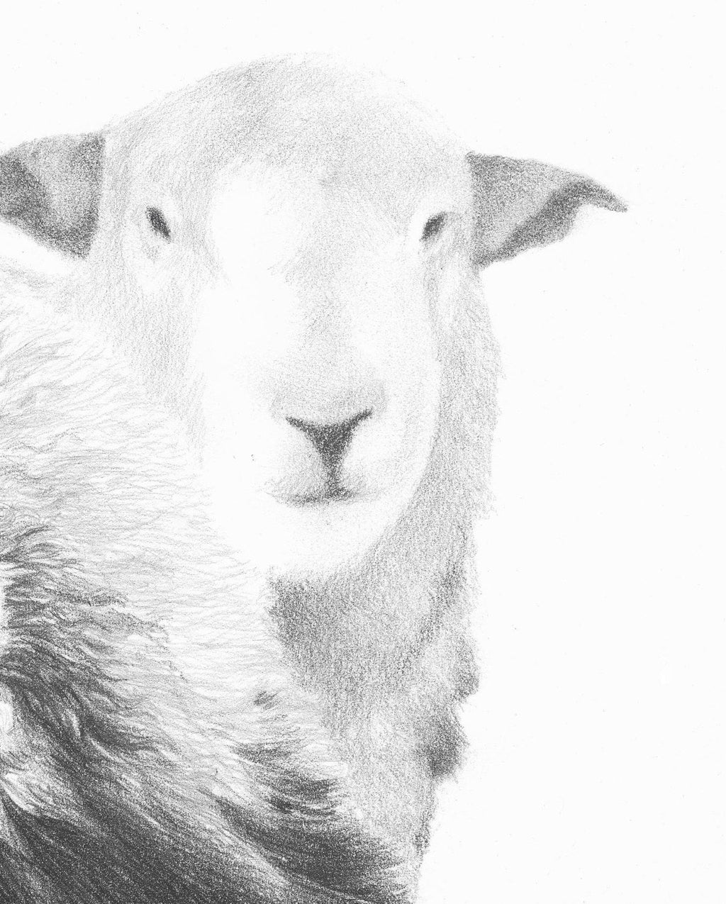 Herdwick Sheep  'Top n Tail'- Limited Edition Giclee Print