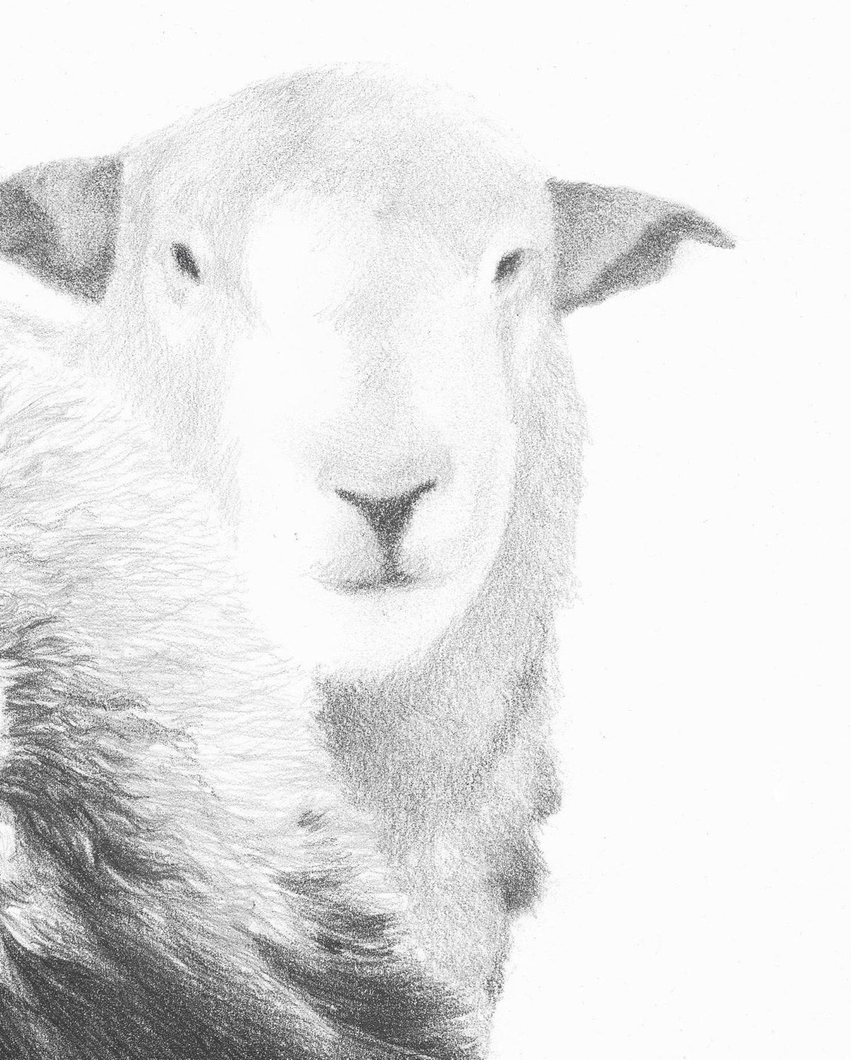 Herdwick Sheep  'Top n Tail'- Limited Edition Giclee Print