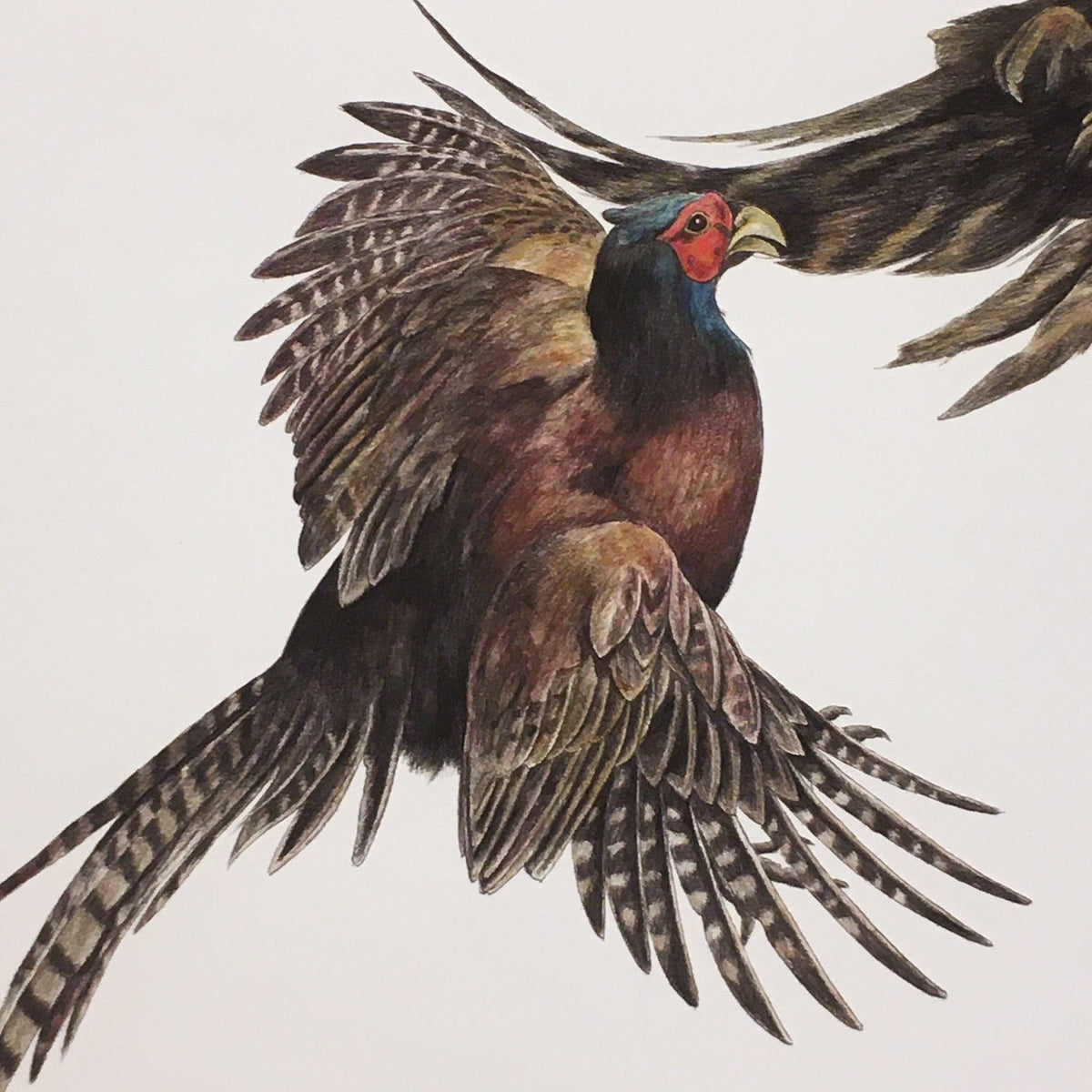 Duel, pheasants fighting