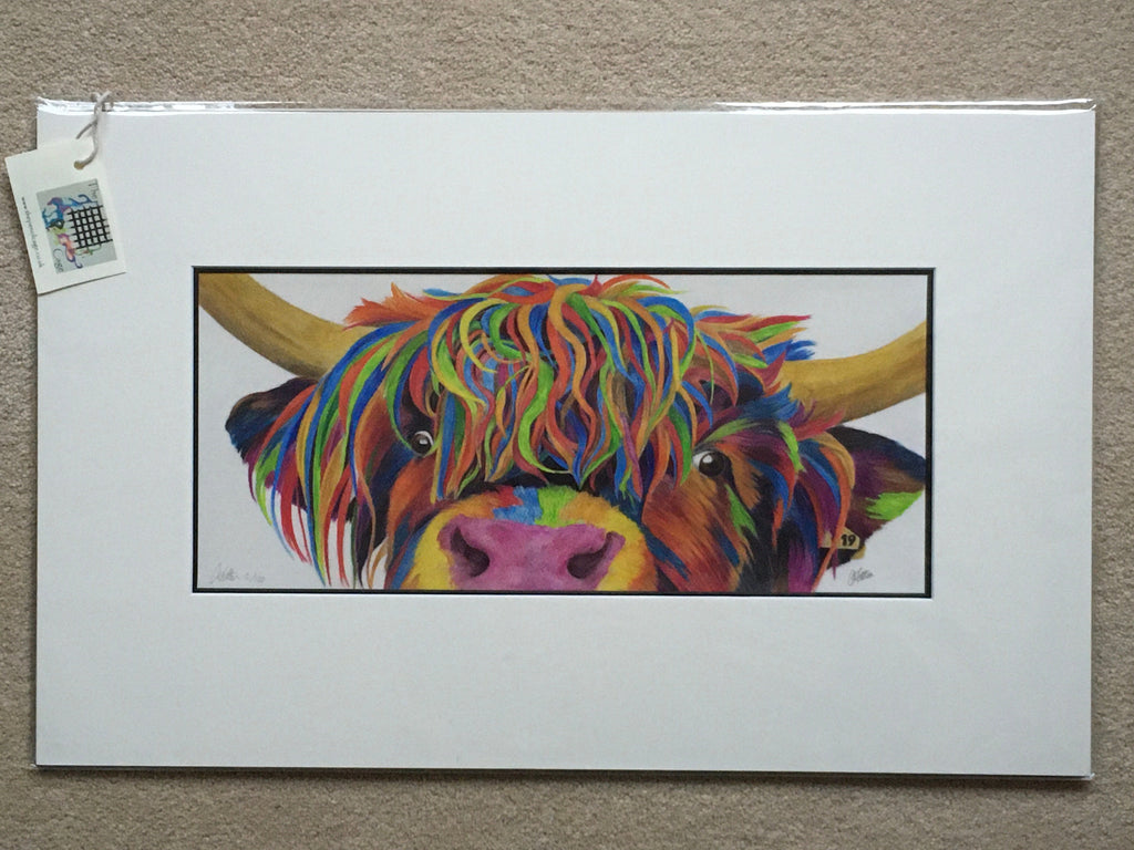 Colour Splash 'Nosey' the Highland cow - Limited Edition Giclee Print