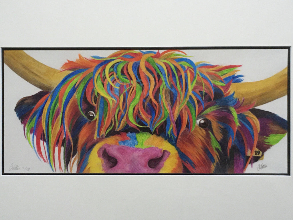 Colour Splash 'Nosey' the Highland cow - Limited Edition Giclee Print
