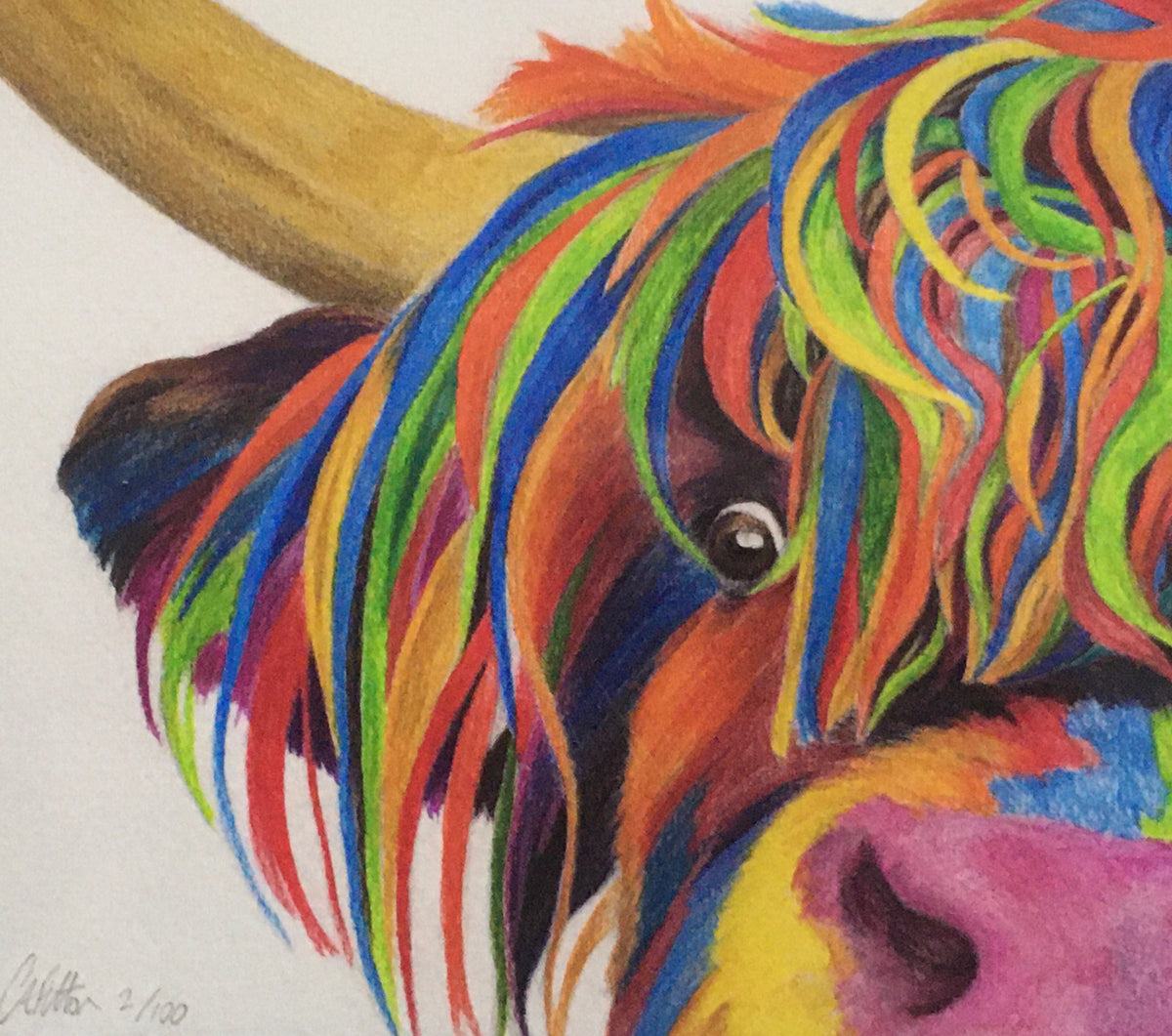 Colour Splash 'Nosey' the Highland cow - Limited Edition Giclee Print