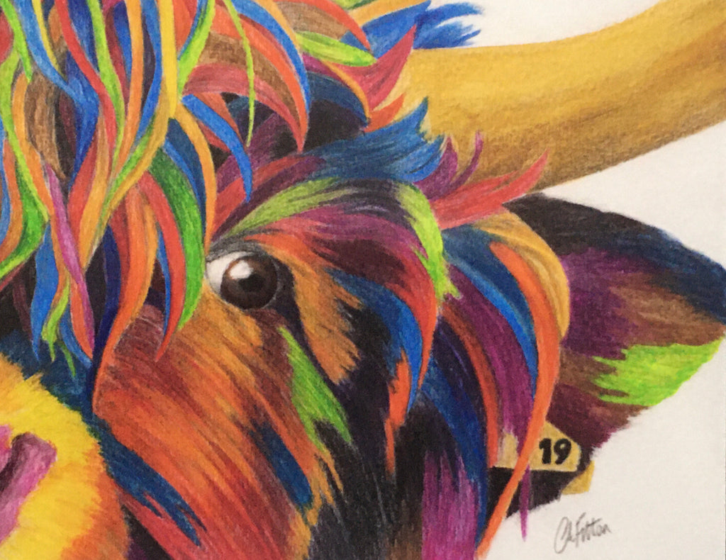 Colour Splash 'Nosey' the Highland cow - Limited Edition Giclee Print