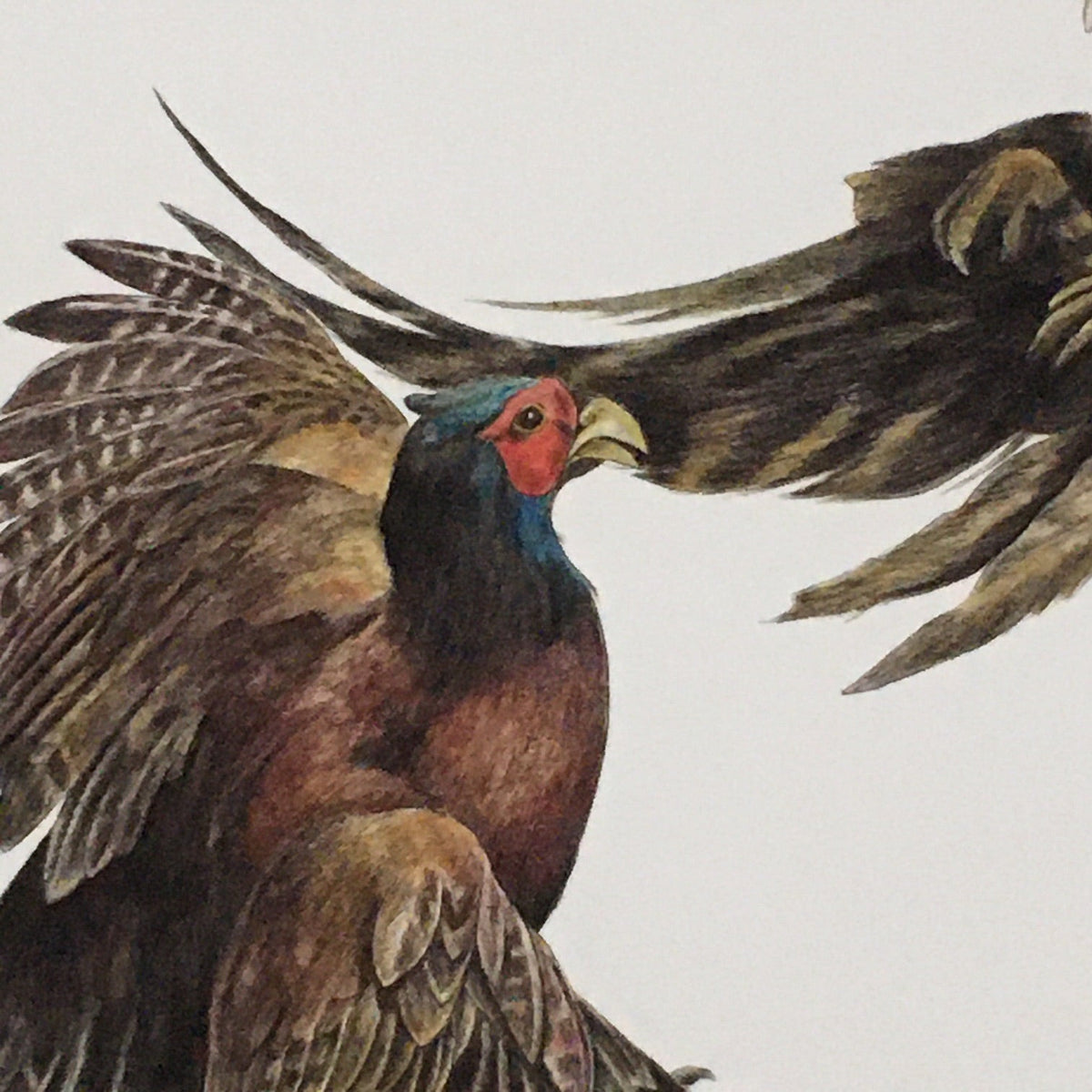 Duel, pheasants fighting