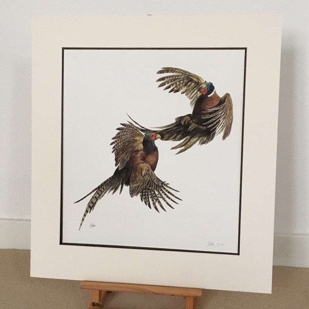 Duel, pheasants fighting