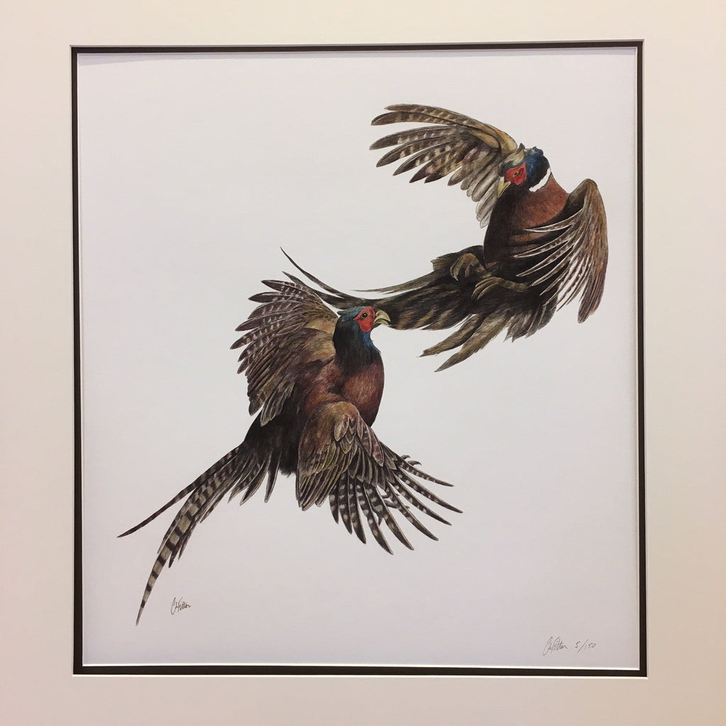 Duel, pheasants fighting