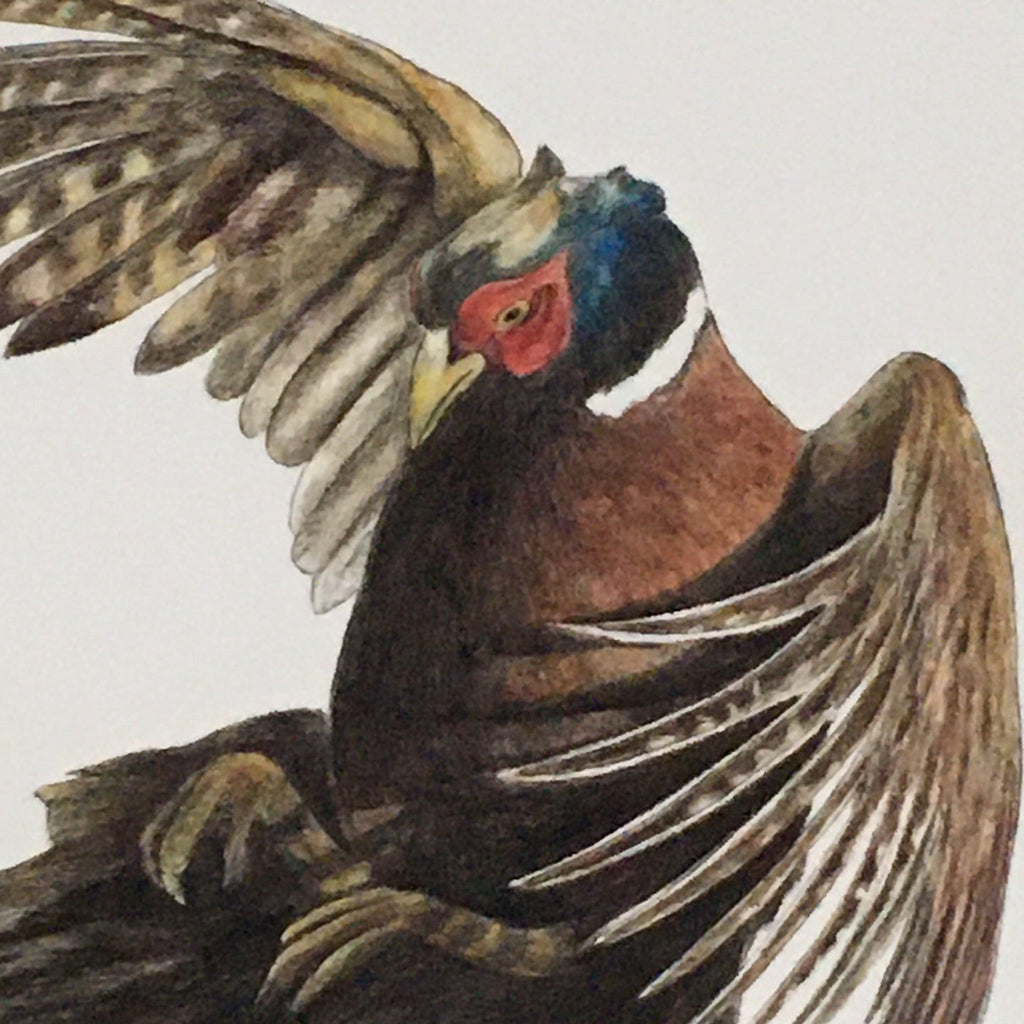 Duel, pheasants fighting