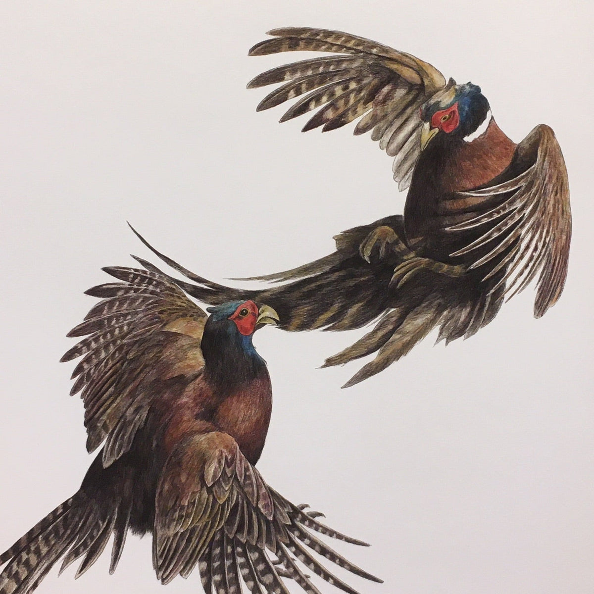 Duel, pheasants fighting