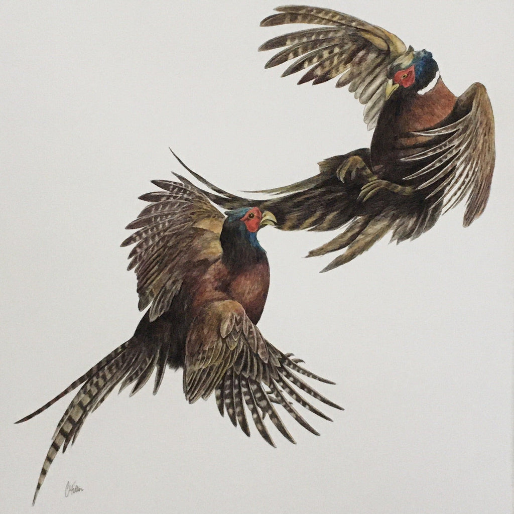 Duel, pheasants fighting