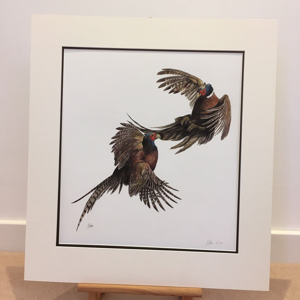 Duel, pheasants fighting