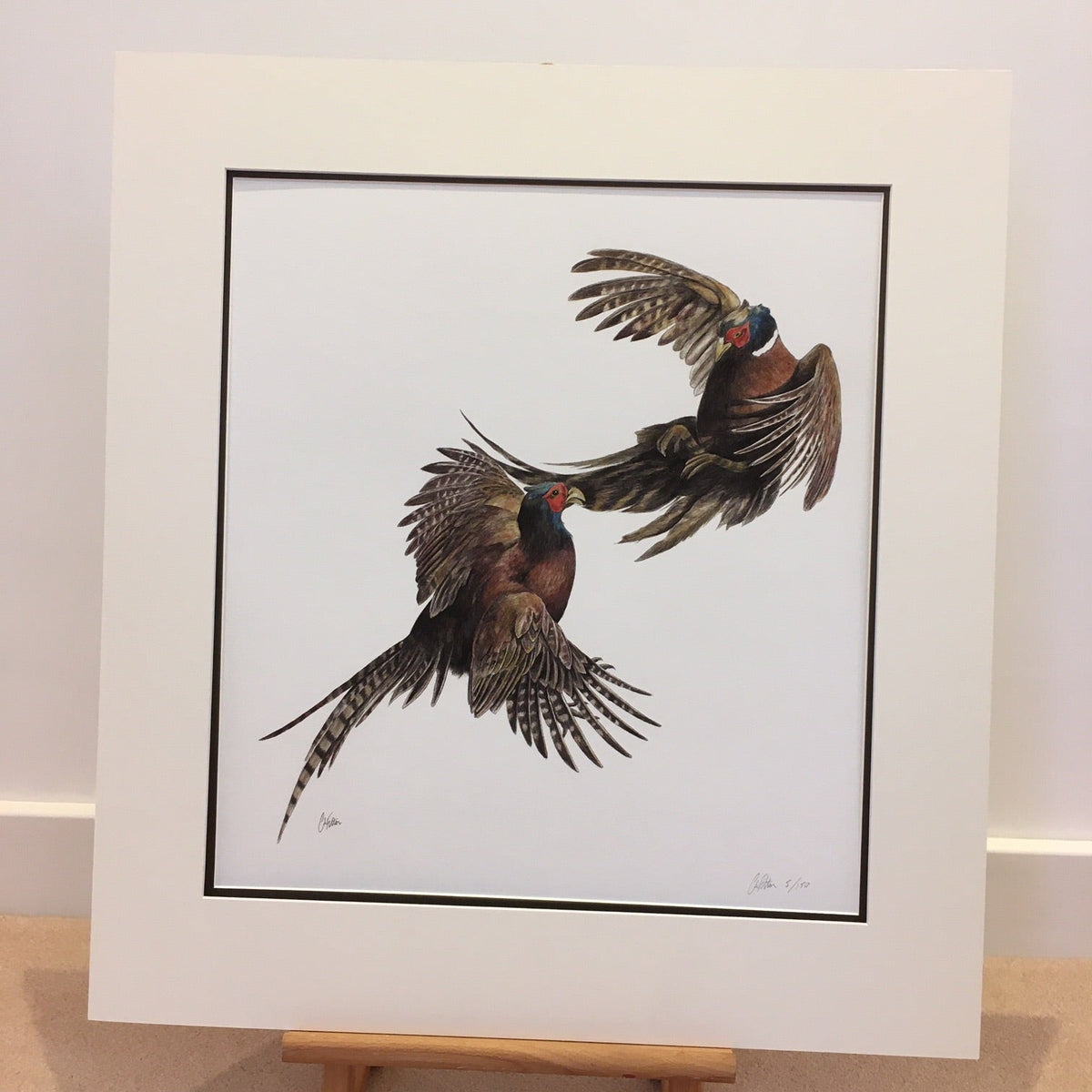 Duel, pheasants fighting