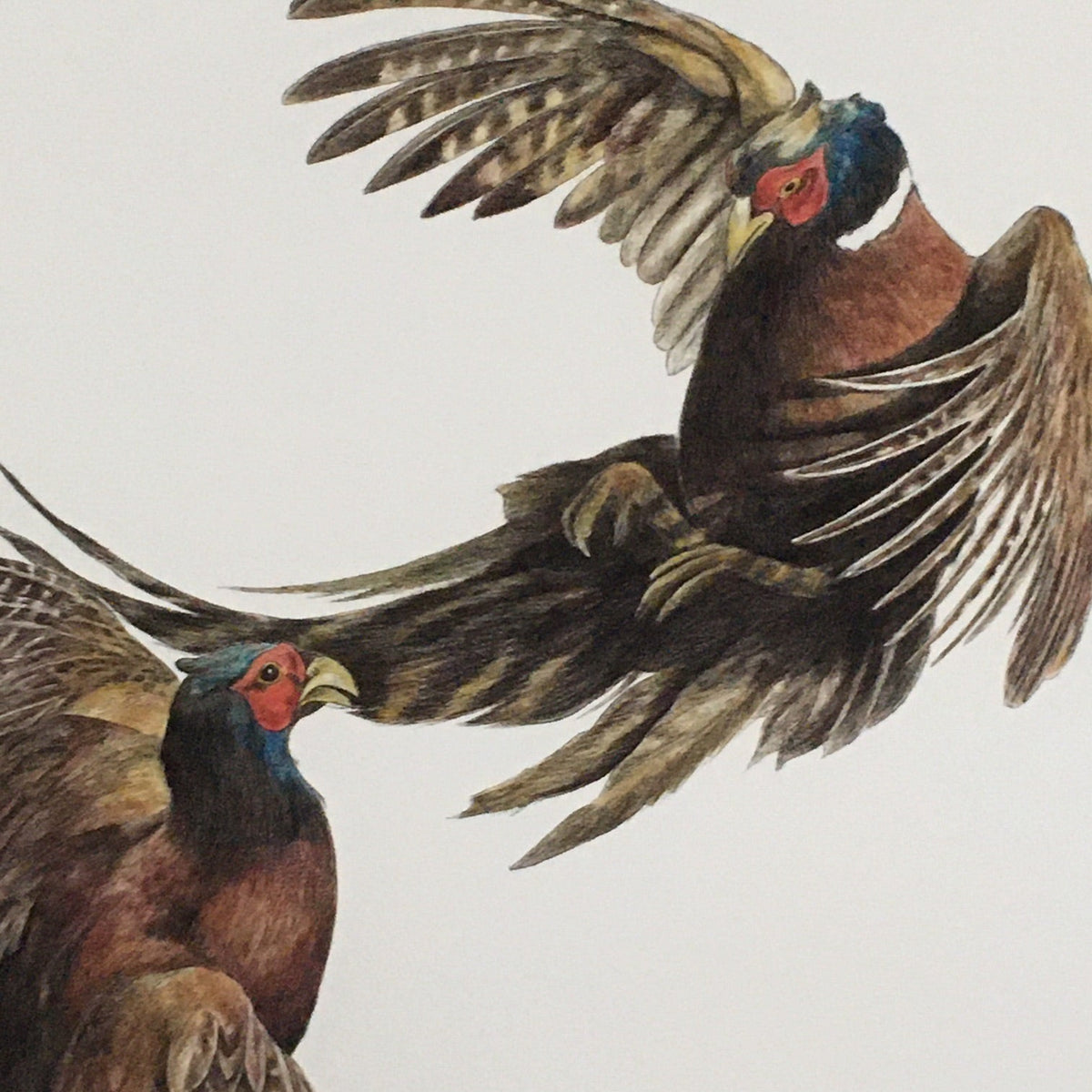 Duel, pheasants fighting