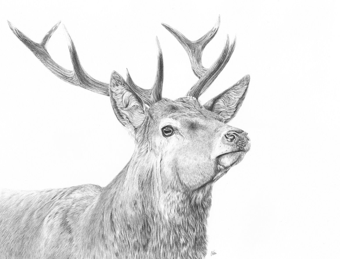 Glen - Limited Edition Giclee Print
