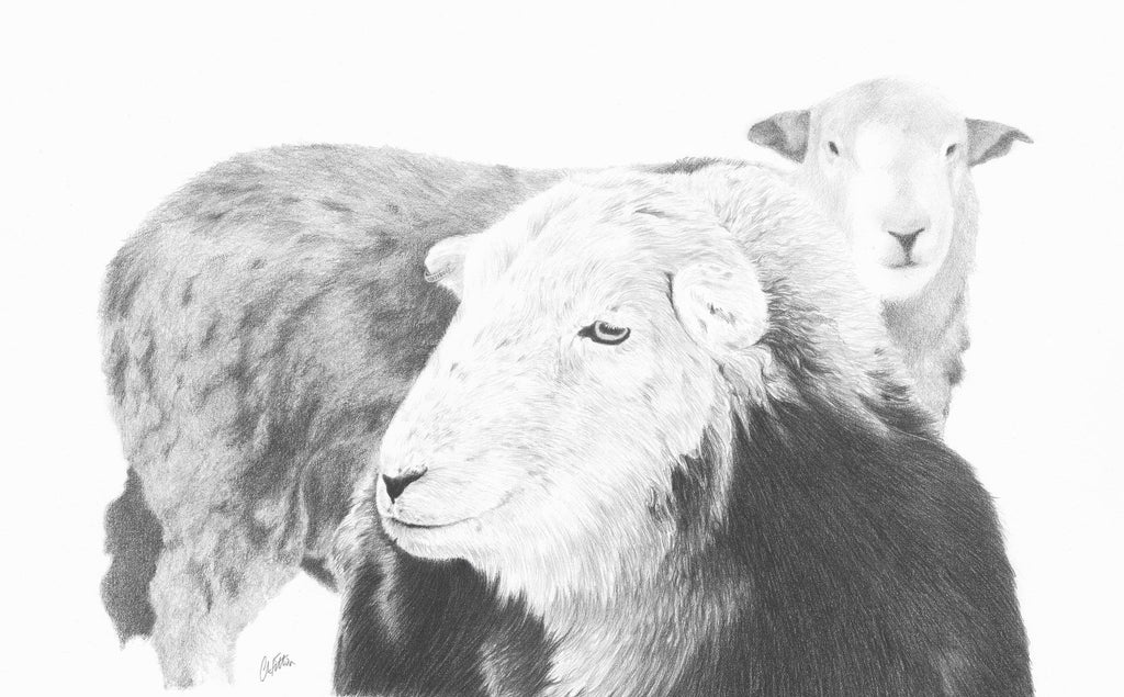 Herdwick Sheep  'Top n Tail'- Limited Edition Giclee Print